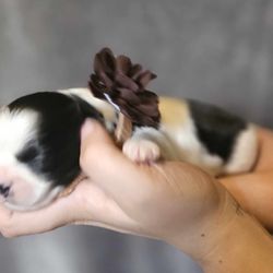 B&B Designer Breed Shihpoo
