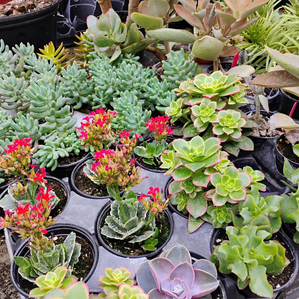 Les Serres Leblanc - Succulents - Nurseries & Gardening Near Me - Laval, Quebec