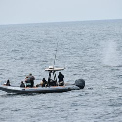 Adventure Whale Watching - AWW boat very close to a whale
