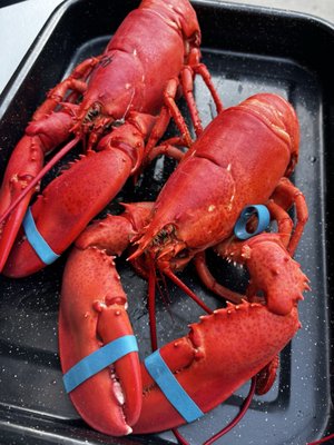 Trenton Bridge Lobster Pound by null