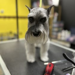 That Crazy Dog Lady - Phoenix