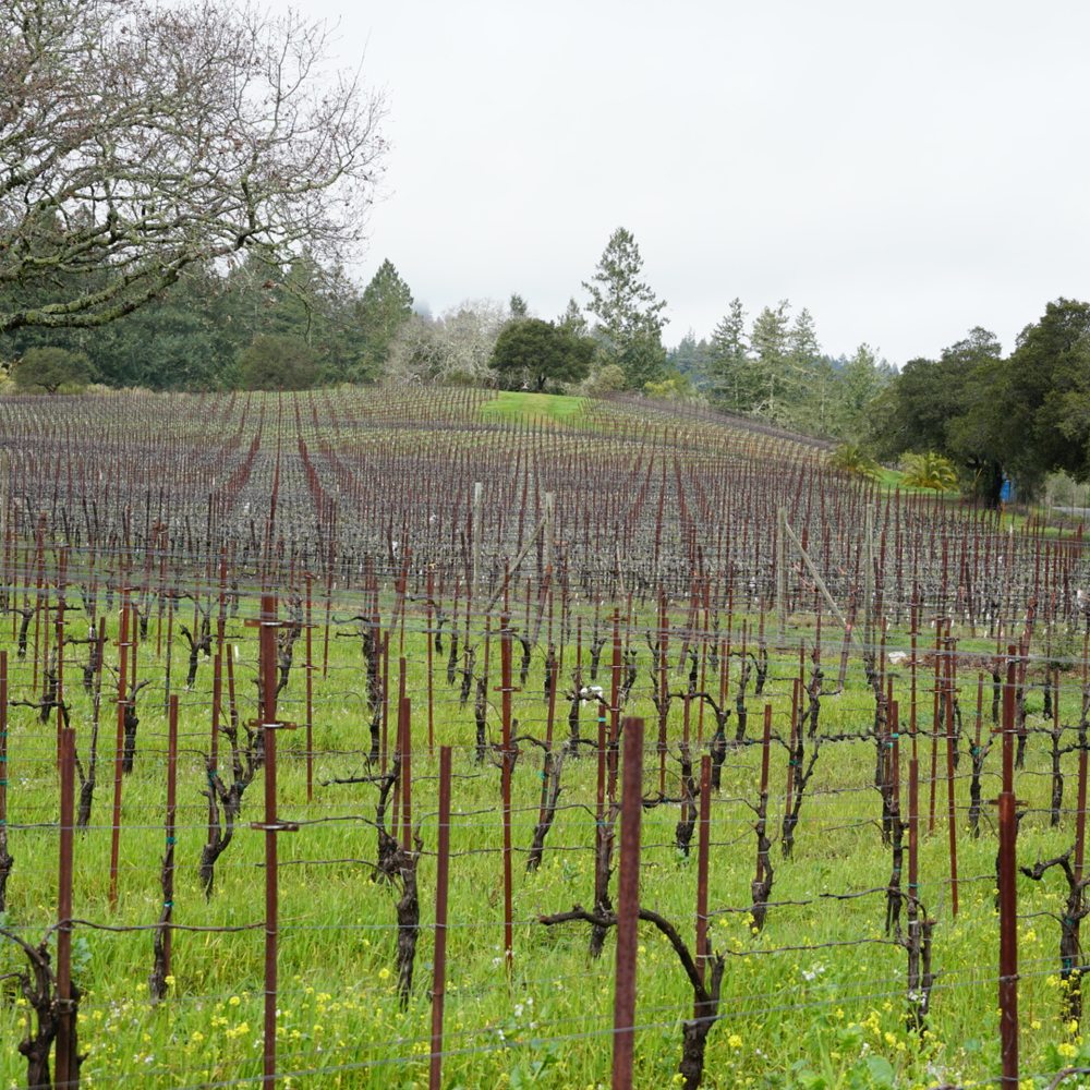 Square Peg Winery - Wine Tasting Room Near Me - Sebastopol, California Square Peg Winery - Wine Tasting Room Near Me - Sebastopol, California