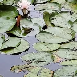 Frog on pad