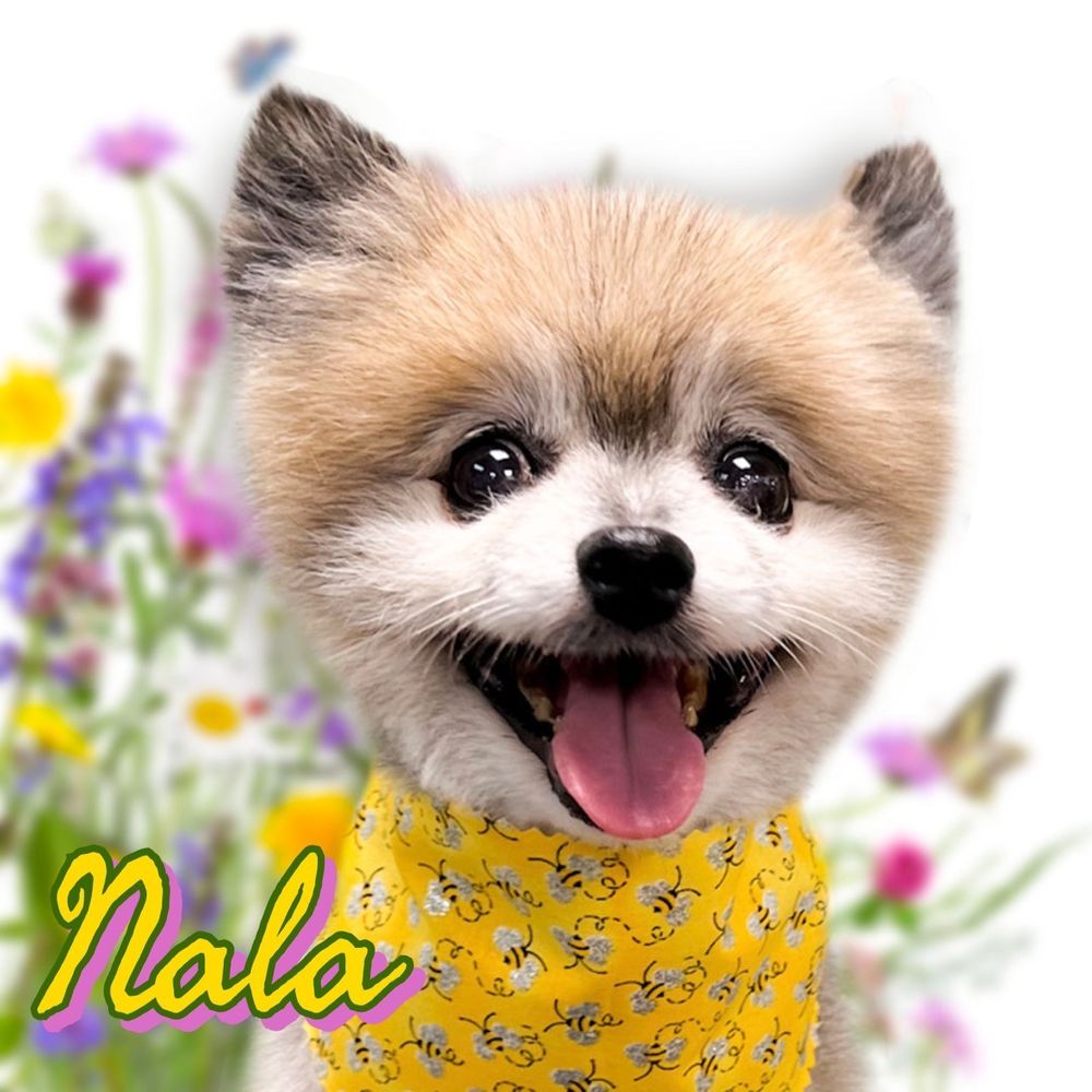 SHELLIE’S GROOMING & SUPPLY Updated August 2024 314 Photos & 11