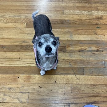The Coyote Wore Sideburns - Puppies abound - Hair Salons Near Me - Tucson, Arizona The Coyote Wore Sideburns - Puppies abound - Hair Salons Near Me - Tucson, Arizona