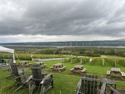 Vignoble Isle de Bacchus by null