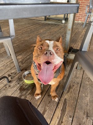 Edley's Bar-B-Que by null