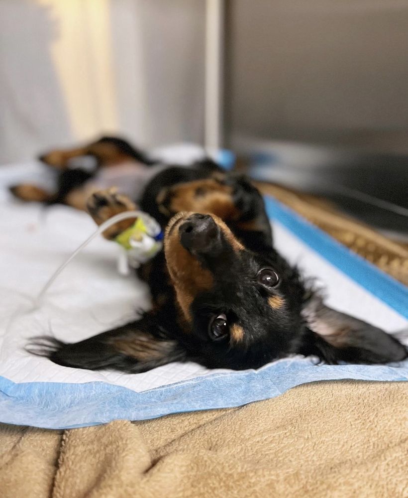 VETERINARY EMERGENCY CENTER Updated October 2024 18 Photos & 44