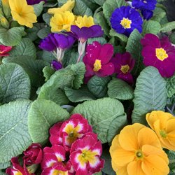 Stafford Ridge Nursery