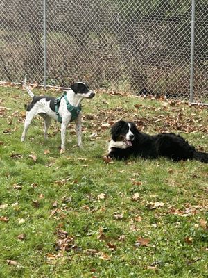 Brooknelle Pet Hotel