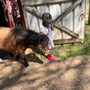 Photo of The barn riding lessons