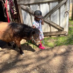 The barn riding lessons