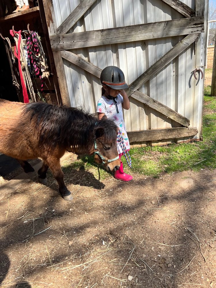 The barn riding lessons - equestrian in Chester, AR