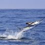 Ecuagringo - Marlin Fishing