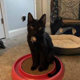 Perseus (aka Percy Catson) Perseus (aka Percy Catson)