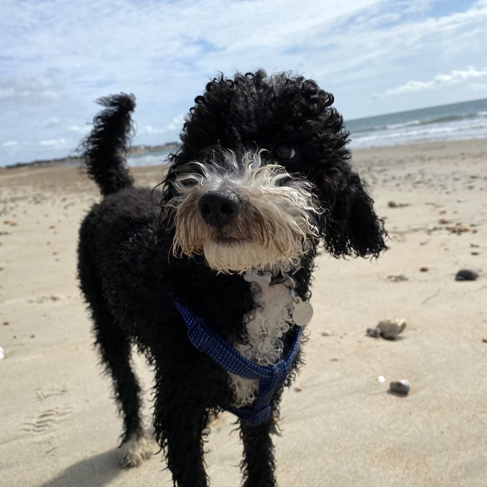 Top 10 Best Pets near Emsworth, Hampshire, United Kingdom - November 2023 -  Yelp