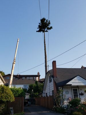 Chopping Block Tree Service