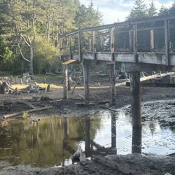 John Topits Park - General view of the wetland area, showing accumulated organic debris and legacy structural materials.