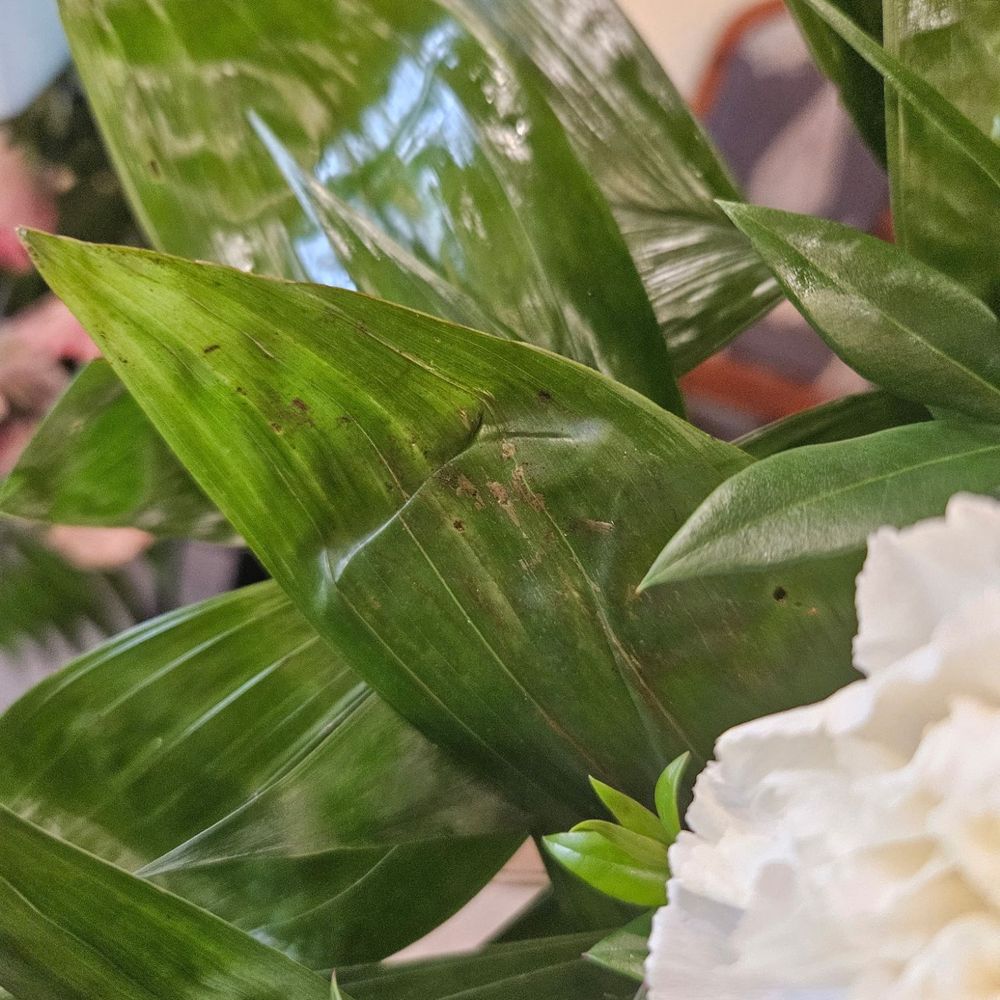 Mason's Florist - Greenery damage - Florists Near Me - Memphis, Tennessee Mason's Florist - Greenery damage - Florists Near Me - Memphis, Tennessee