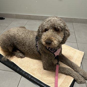 VEG ER for Pets - Emergency Pet Hospital Near Me - Elk Grove, California
