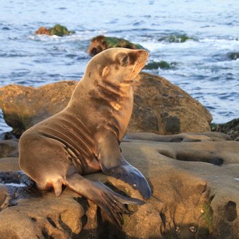 La Jolla Underwater Park - Parks Near Me - San Diego, California
