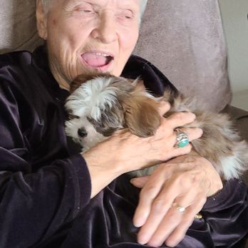 Perfect Paw Pups - Our Buddy 2 - Pet Breeders Near Me - Humble, Texas