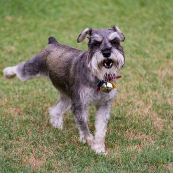 PetSmart - If I could shut them down I would!!! - Pet Training Near Me - Fresno, California