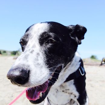 SFWoofPack - #beachcrew - Dog Walkers Near Me