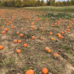 West Wind Fruit Farm - Upick pumpkins