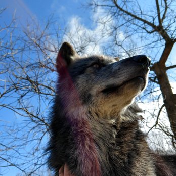 Wolf Creek Habitat - Not zoomed - we're this close! - Zoos Near Me - Brookville, Indiana Wolf Creek Habitat - Not zoomed - we're this close! - Zoos Near Me - Brookville, Indiana