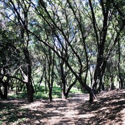 Trail