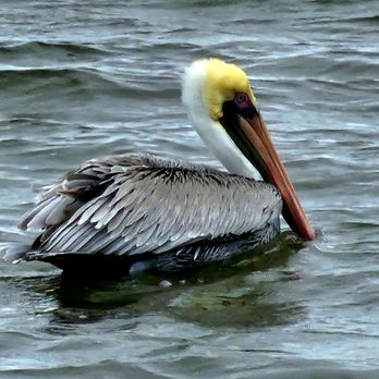 Cocoa Beach Dolphin Tours - A Brown Pelican - Boating Near Me - Cocoa Beach, Florida Cocoa Beach Dolphin Tours - A Brown Pelican - Boating Near Me - Cocoa Beach, Florida