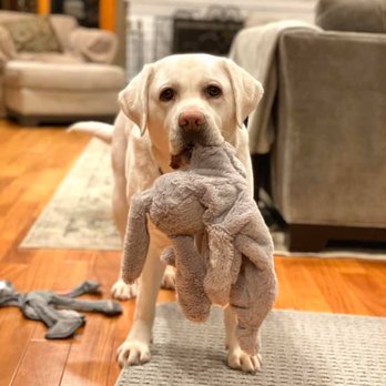 Micons Labradors - Pet Services Near Me - Lodi, California Micons Labradors - Pet Services Near Me - Lodi, California