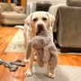 Photo of Micons Labradors