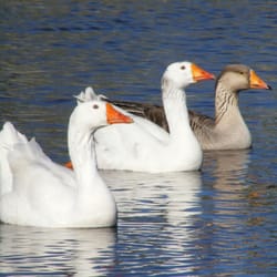 David Jordan Therapeutic Massage - View of ducks on the Pasquotank River, a paradise for waterfowl