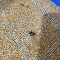 Vacation Village at Bonaventure - Dead cockroach in pieces....it was big but can't tell from the photo