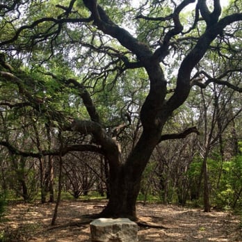 Sculpture Falls - Cool tree. - Hiking Near Me - Austin, Texas