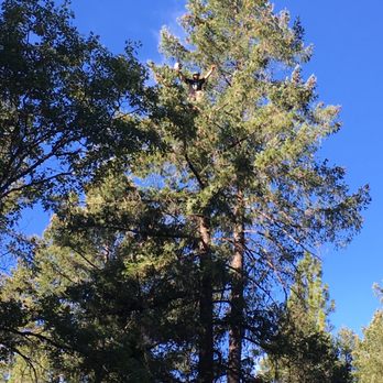 Arbor Pro Tree Service - Tree Services Near Me Arbor Pro Tree Service - Tree Services Near Me