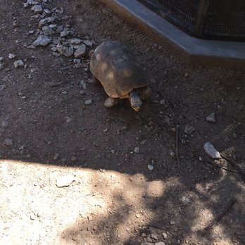 Austin Zoo - Turtles are super cute - Zoos Near Me - Austin, Texas Austin Zoo - Turtles are super cute - Zoos Near Me - Austin, Texas