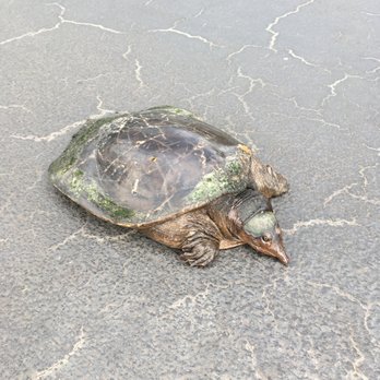 Bay Forest - Turtles! - Naples, Florida
