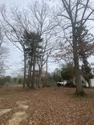 Meinhart's Tree Service