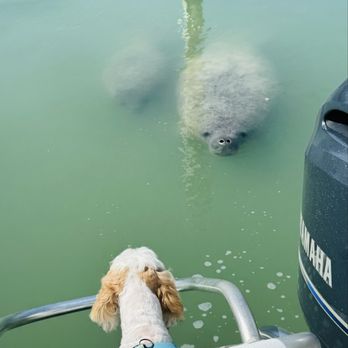 Salty Pup Adventures - Snorkeling Near Me - Marathon, Florida Salty Pup Adventures - Snorkeling Near Me - Marathon, Florida