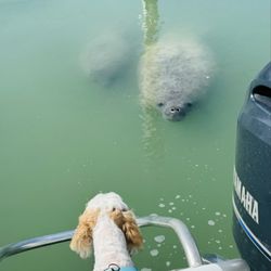 Salty Pup Adventures