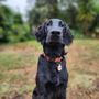 Photo of Good to the Bone Dog