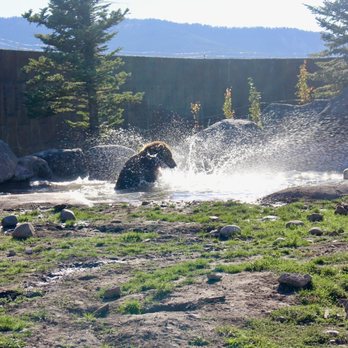 Montana Grizzly Encounter - Amusement Parks Near Me - Bozeman, Montana Montana Grizzly Encounter - Amusement Parks Near Me - Bozeman, Montana