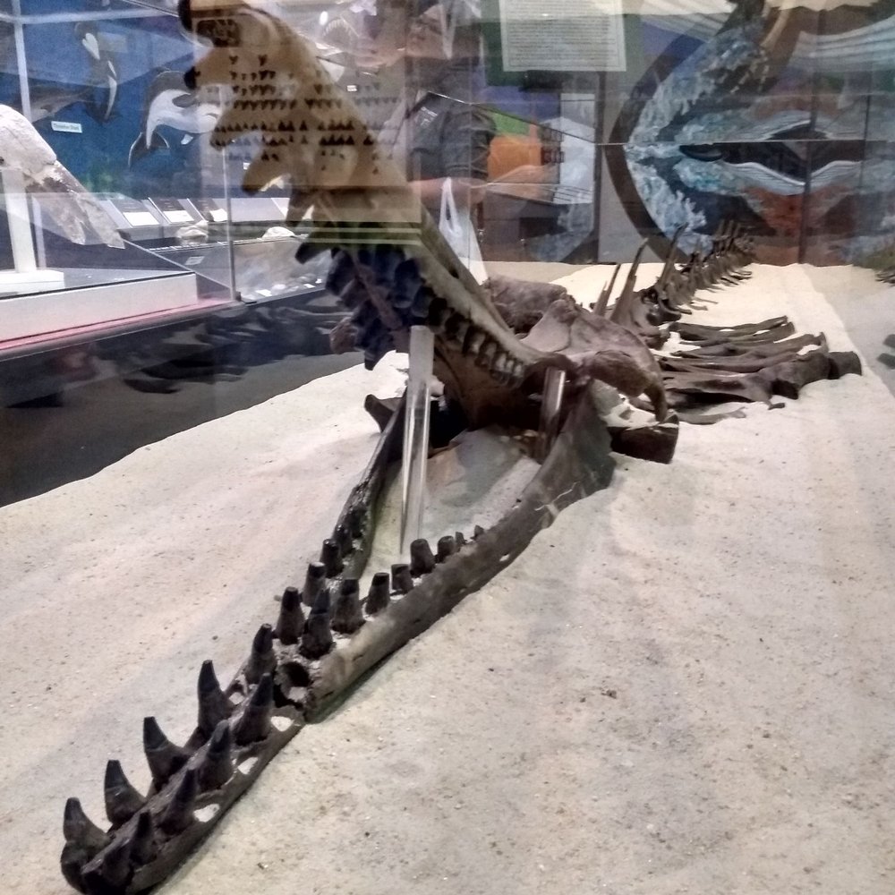 Aurora Fossil Museum - Museums Near Me - Aurora, North Carolina