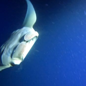 Hawaii Dolphin - Manta Rays - Snorkeling Near Me - Kailua-Kona, Hawaii Hawaii Dolphin - Manta Rays - Snorkeling Near Me - Kailua-Kona, Hawaii
