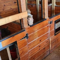 The Li'l Country Store and Miniature Horse Farm - Cheeky horse, grinning it up!