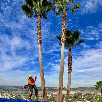 Robin Hilton Land and Tree - Three Mexican Fan Palms trimmed up to a 45-degree angle for our client. - Tree Services Near Me - San Diego, California Robin Hilton Land and Tree - Three Mexican Fan Palms trimmed up to a 45-degree angle for our client. - Tree Services Near Me - San Diego, California