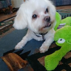 Mills Property Management - My dog Peanut!